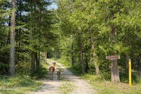 Waterfront Burt Lake Cottage | Sleeps 6 - Image 4