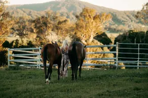 Mid Century Working Cattle Farm with Riding Trails - Image 2