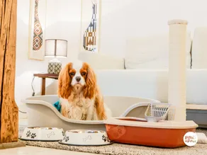 The Cavalier: Charming, Historic, Pet-Friendly - Image 5