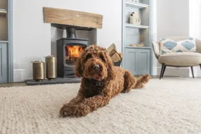 Myrtle Cottage - Pet friendly, 20m from beach, modern cottage - Image 3