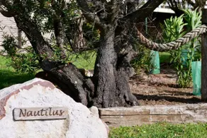 Nautilus at Hyams Beach - Image 2