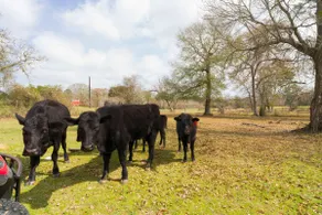 Tranquil Plantersville Cabin: Farm Animals On-Site - Image 3