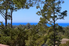 Un magnifique panorama sur les arbres - Image 2