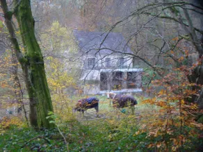Forest gite - Image 2