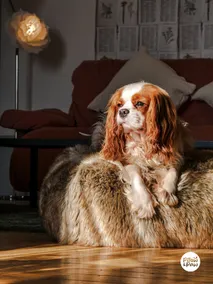 The Labrador: Castle View, Charm & Pet-Friendly - Image 5