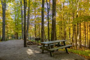 Treehouse Cabin near Spruce Knob and Seneca Rocks - Image 3