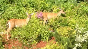 Kelli Creek Cottage with a View - 10% OFF ON TOURS - Image 4