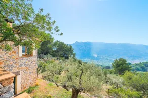 Olive grove (Fornalutx) - Image 4