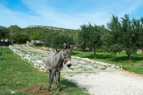 Stone country House Irena with pool on a large property - Image 3