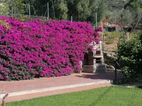 The Myrtle - Image 3