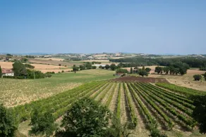 La Collina degli Olivi Agritourism - Image 5