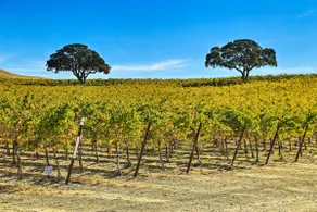 Pleasant Valley Wine Trail Home - Near Paso Robles - Image 2
