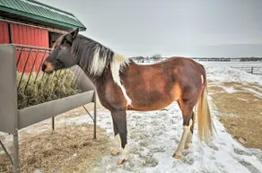 7-Acre Working Farm Near Lake Geneva: Pets Welcome - Image 4