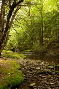 Peaceful creekside retreat near Livingston Manor - Image 4