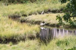 The Heron's Nest - Sea Breezes & Sweet Dreams - Image 2