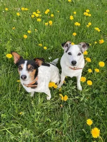 Holiday apartment | Dogs allowed - Image 2