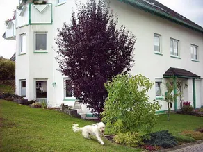 Spettacolare appartamento adatto alle famiglie con griglia e terrazza | Sono ammessi animali domestici - Image 2