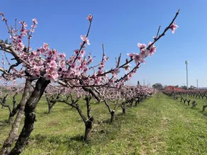 Agriturismo Corte Vecia: Appartamento con colazione all'italiana fai da te inclusa - Image 2