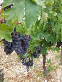 Agriturismo Poggiolato: Appartamento Rosmarinus - Image 3