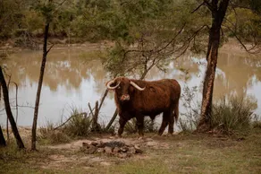 Pet-Friendly NSW Glamping Retreat with Mountain Views - Image 4