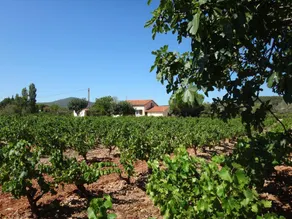 El campo - Cuers - Image 3
