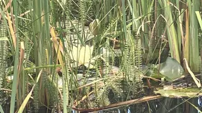 Casa accogliente e familiare con giardino, sauna e terrazza | Vista sul giardino | Adatta per il telelavoro | Sono ammessi animali domestici - Image 4