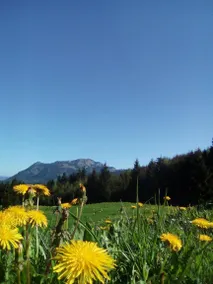 Gästehaus Lenz - Image 3
