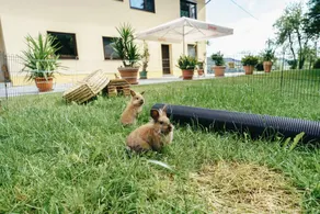 Fantastico appartamento adatto alle famiglie con giardino e barbecue - Image 5
