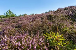 Fully equipped holiday home with hot tub, terrace & sauna | Dogs allowed - Image 3