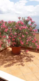 Holiday apartment with BBQ, terrace & garden - Image 4
