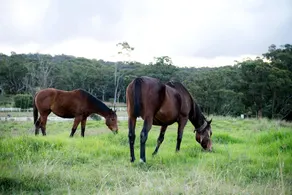 Rustic Tiny House Stay with Horse Encounters near Brisbane Water National Park, Calga NSW - Image 4