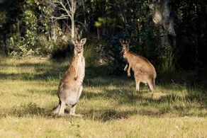 Serene Tiny Home Retreat with Wildlife Farm Stay Near Hervey Bay, Queensland - Image 2