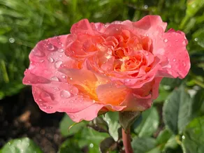Im Obstgarten, Maria Enzersdorf - Image 5