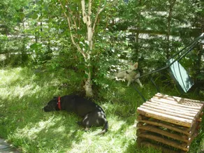 Appartement avec jardin | Vue nature - Image 4