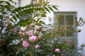 Family-friendly lovely holiday home with garden - Image 2