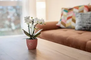 Fully equipped charming flat with terrace | Mountain view | Good for workation - Image 3