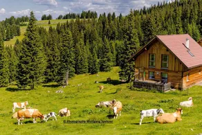 Spettacolare casa con giardino, griglia e sauna | Vicino alle piste da sci | Sono ammessi animali domestici - Image 4