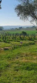 Wine estate loft among vineyards in Gers - Image 5