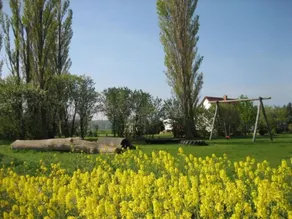 Gans in Ummanz-Lüßvitz - Image 2