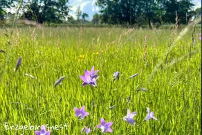 Flat with garden | Mountain view - Image 5