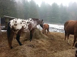 Live on a Hobby Farm (paddock view) - Image 3