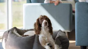 Family-friendly charming holiday home with garden, private pool & sauna | Dogs allowed - Image 5