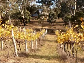 Lovely Rustic Cottage Rental on a Vineyard near Canberra, New South Wales - Image 5