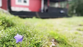 House | Pets allowed - Image 4