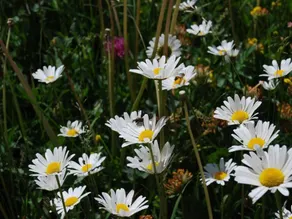 Appartamento accogliente e familiare con giardino | Vista sulla natura - Image 3