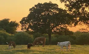 Unique Farmstay- experience real cattle operation! - Image 4