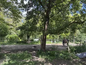 Bed & breakfast con giardino | Accetta animali domestici - Image 3