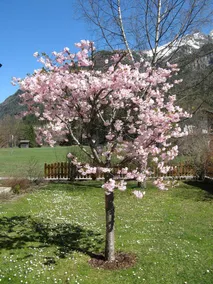 Flat with terrace & garden | Good for workation - Image 3