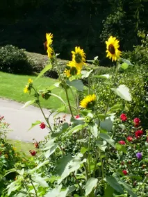 Child-friendly holiday apartment with BBQ & garden | Garden view | Pet-friendly - Image 2