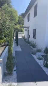 Olive - Image 5